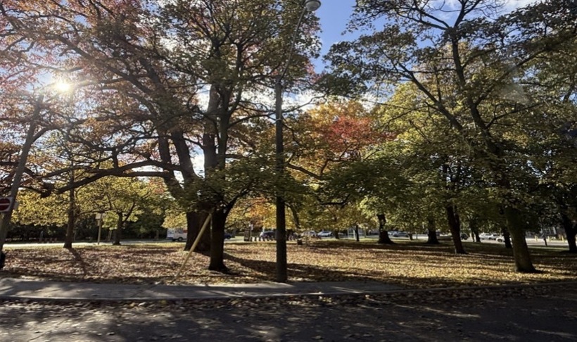 Nghề luật sư trong thế giới chuyển động không ngừng 3 Vườn lá phong những ngày cuối cùng trước khi chuyển sang mùa đông Canada.